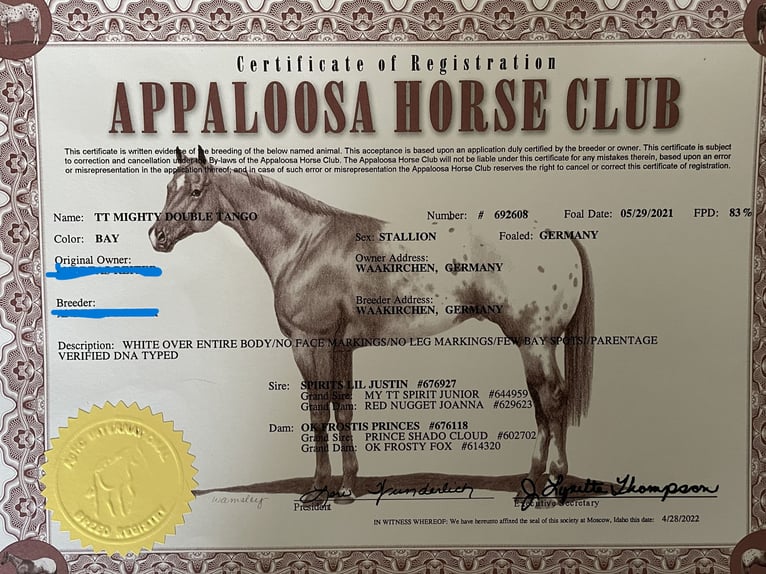 Appaloosa Stallion 5 years 15,1 hh White in Boortmeerbeek