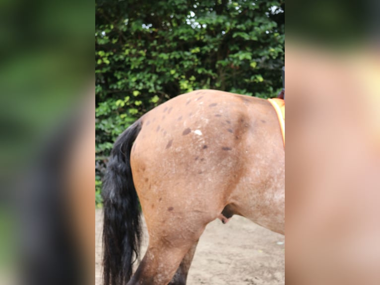 Appaloosa Stallion 5 years 16 hh Leopard-Piebald in Boxmeer