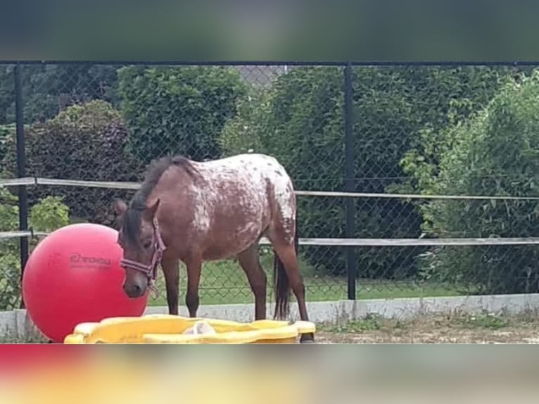 Appaloosa Stallion 5 years Leopard-Piebald in Averbode