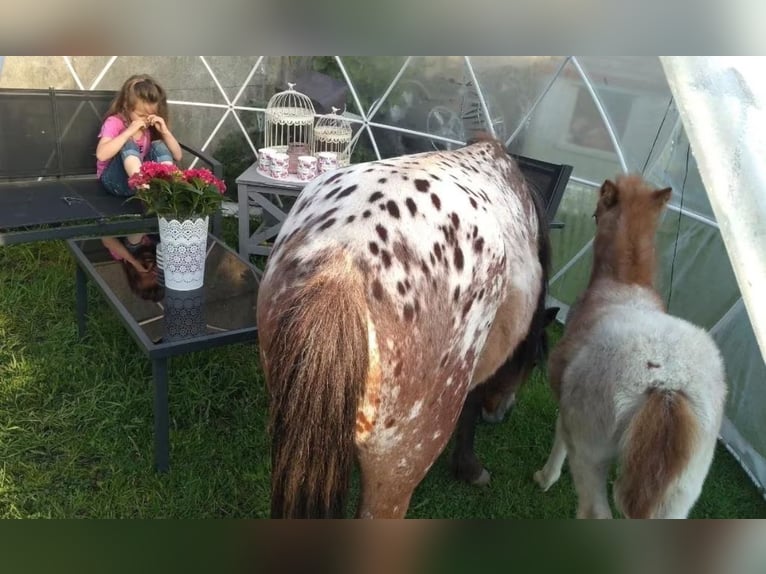 Appaloosa Stallion 6 years 11,1 hh Leopard-Piebald in Averbode