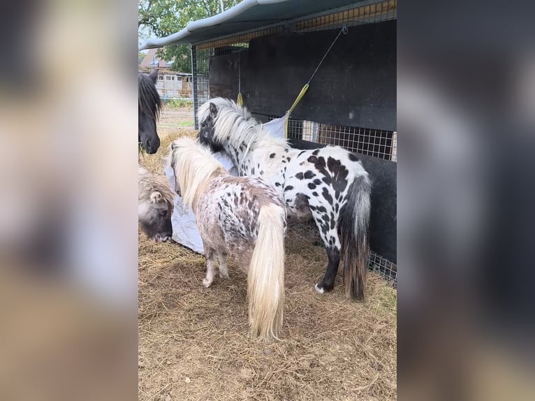 Appaloosa Stallion 6 years 11,1 hh Leopard-Piebald in Averbode