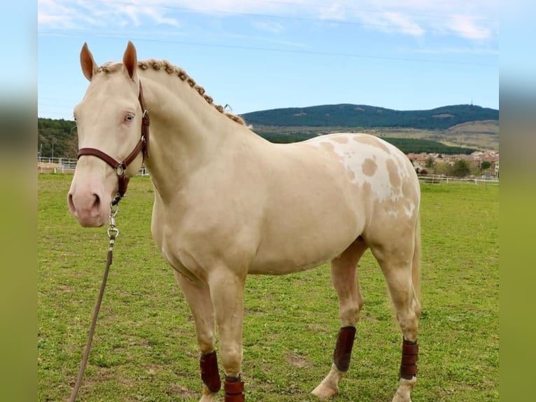 Appaloosa Stallion 6 years 16 hh Cremello in Aranjuez