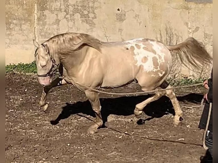 Appaloosa Stallion 6 years 16 hh Cremello in Aranjuez