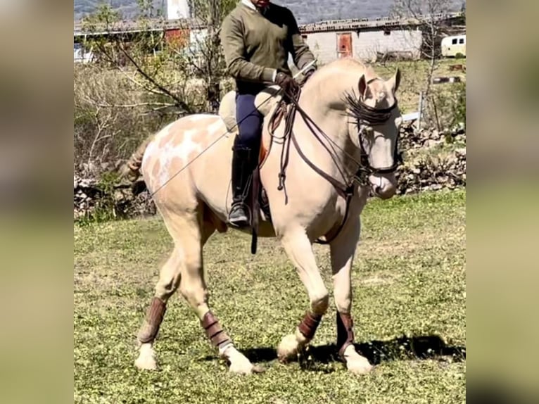 Appaloosa Stallion 6 years Cremello in Aranjuez