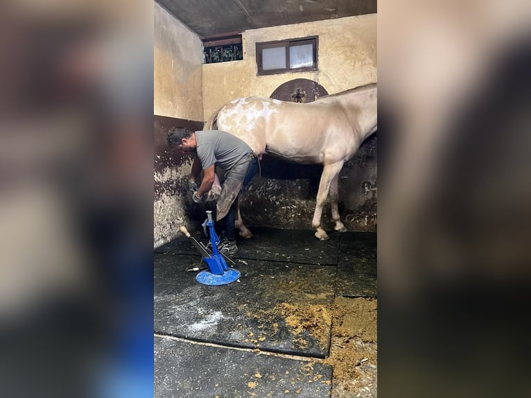 Appaloosa Stallion 6 years Cremello in Aranjuez