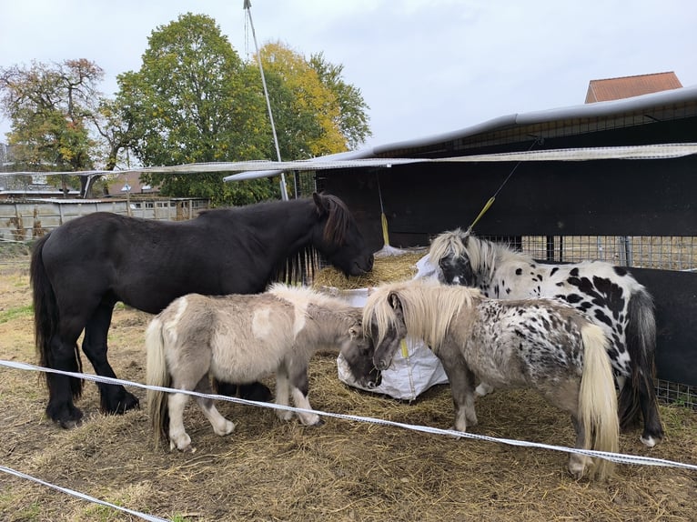 Appaloosa Stallion 6 years Leopard-Piebald in Averbode