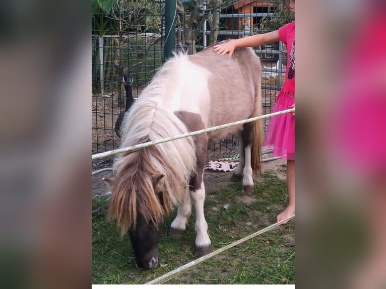 Appaloosa Stallion 6 years Leopard-Piebald in Averbode