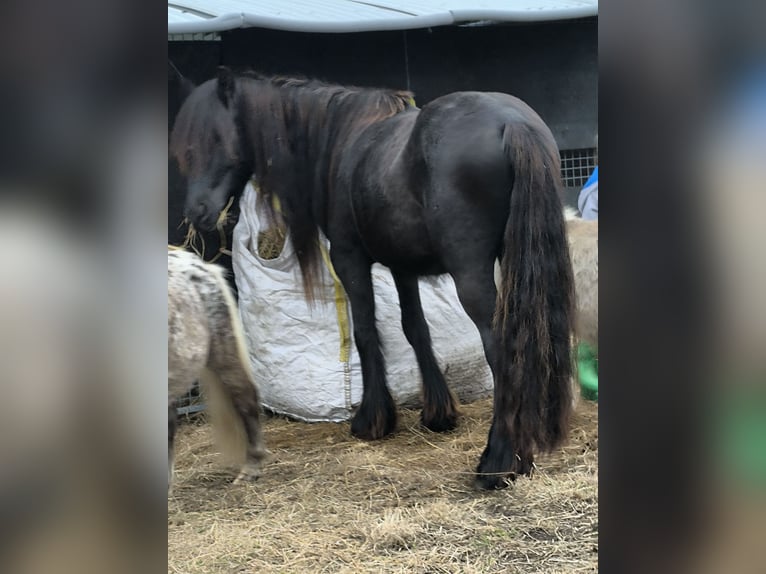Appaloosa Stallion 6 years Leopard-Piebald in Averbode