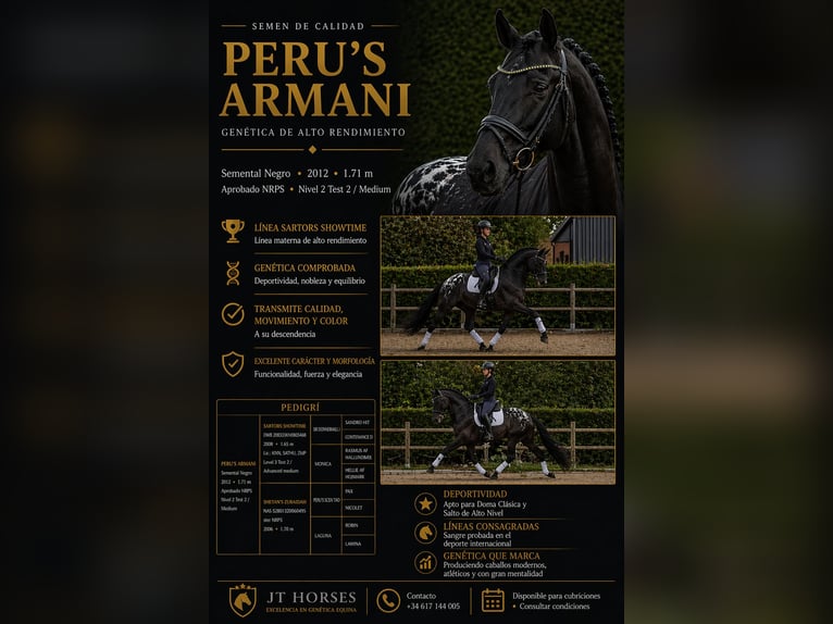 Appaloosa Stallion Black in Fuentesauco