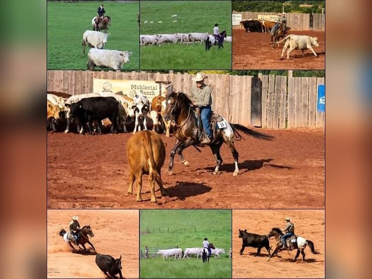Appaloosa Stallion Brown in Oberbronn