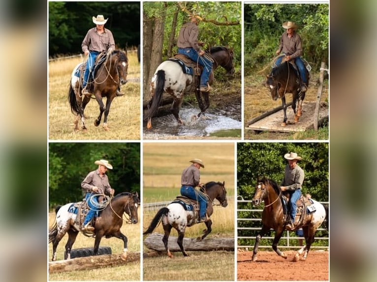 Appaloosa Stallion Brown in Oberbronn