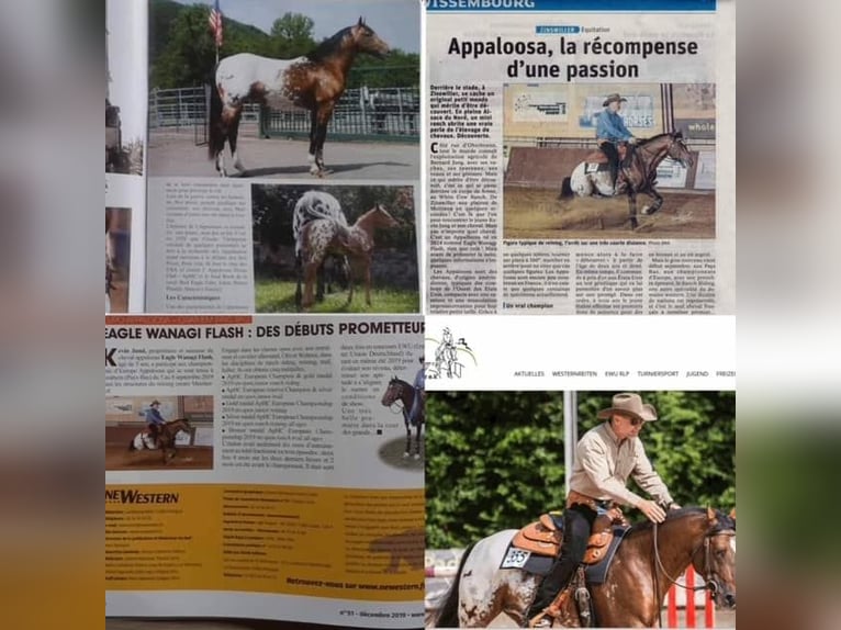 Appaloosa Stallion Brown in Oberbronn