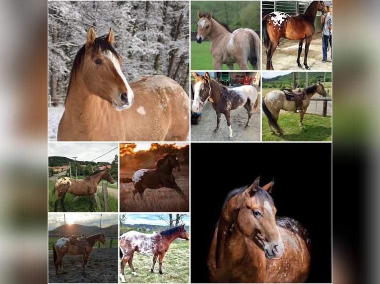 Appaloosa Stallion Brown in Oberbronn