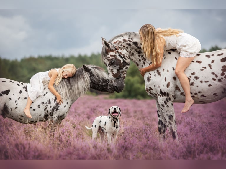 Appaloosa Mix Stallion in Kootwijkerbroek