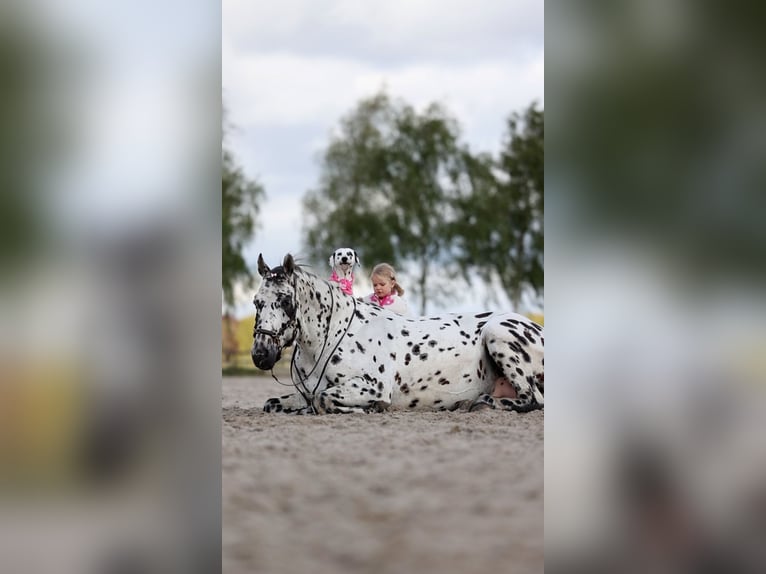 Appaloosa Mix Stallion in Kootwijkerbroek