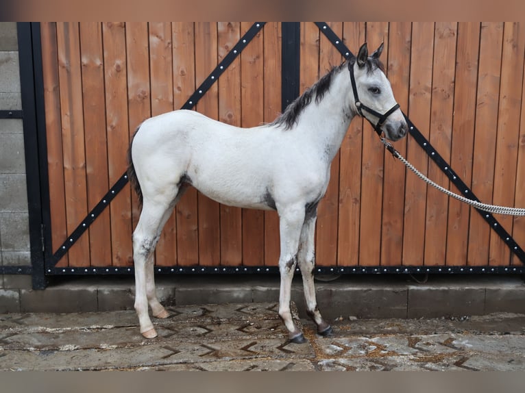 Appaloosa Stallion Foal (03/2026) 12 hh Black in Stašov