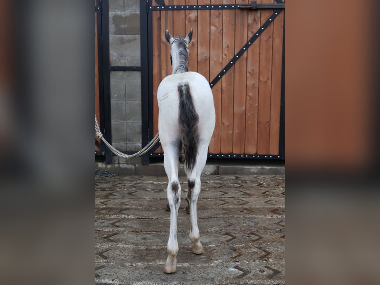 Appaloosa Stallion Foal (03/2026) 12 hh Black in Stašov