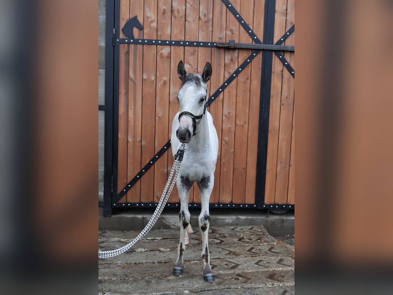 Appaloosa Stallion Foal (03/2026) 12 hh Black in Stašov