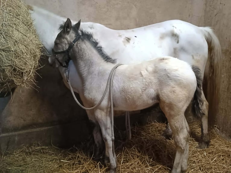 Appaloosa Stallion Foal (03/2026) 12 hh Black in Stašov