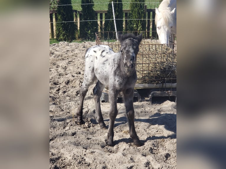 Appaloosa Stallion Foal (03/2025) 12,1 hh Leopard-Piebald in Spijk