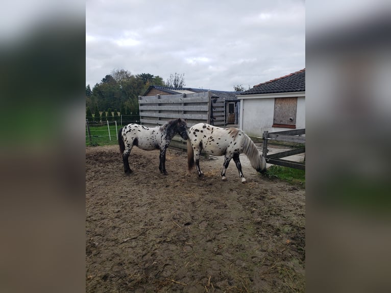 Appaloosa Stallion Foal (03/2025) 12,1 hh Leopard-Piebald in Spijk