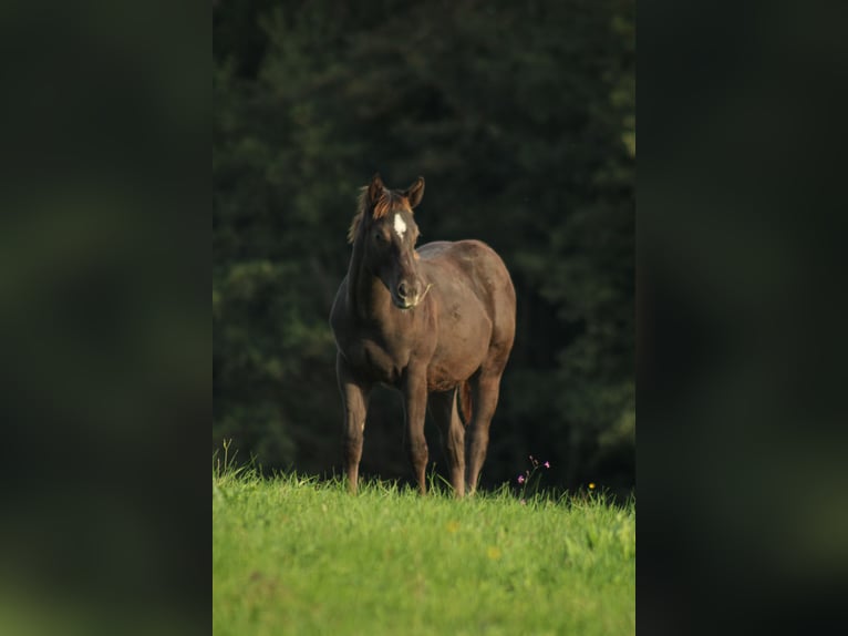 Appaloosa Stallion Foal (02/2024) 14,2 hh Black in Globoko