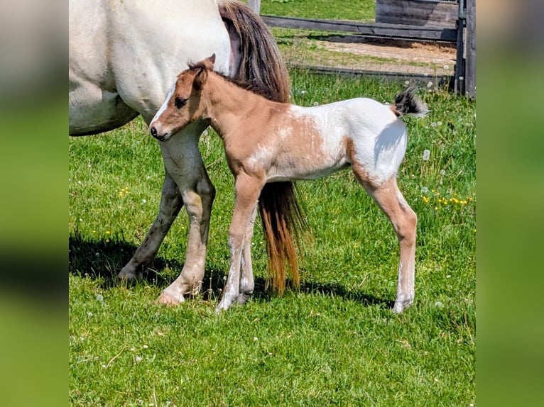 Appaloosa Stallion Foal (05/2026) 14.2 hh Brown in Brand