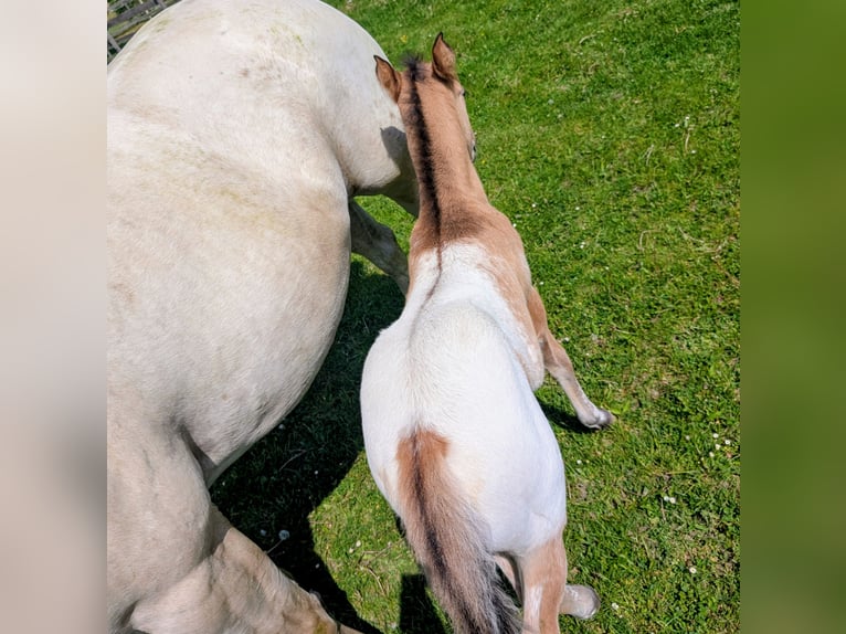 Appaloosa Stallion Foal (05/2026) 14.2 hh Brown in Brand