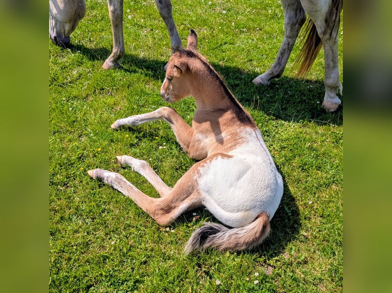 Appaloosa Stallion Foal (05/2026) 14.2 hh Brown in Brand