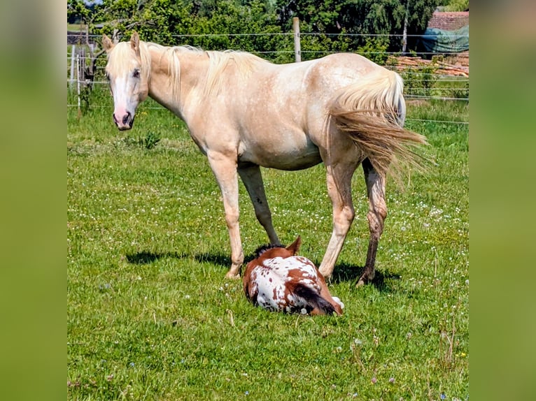 Appaloosa Stallion Foal (05/2026) 14.2 hh Brown in Brand