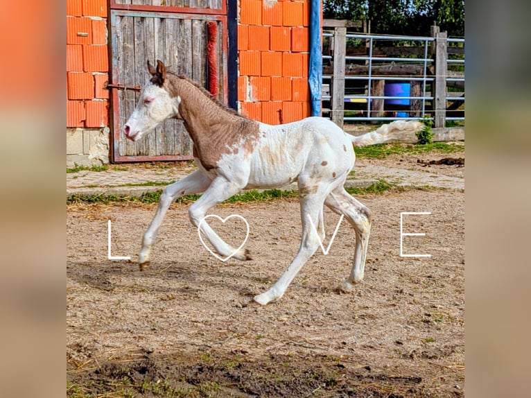 Appaloosa Stallion Foal (05/2026) 14.2 hh Brown in Brand
