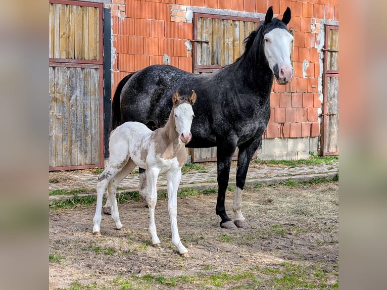 Appaloosa Stallion Foal (05/2026) 14.2 hh Brown in Brand