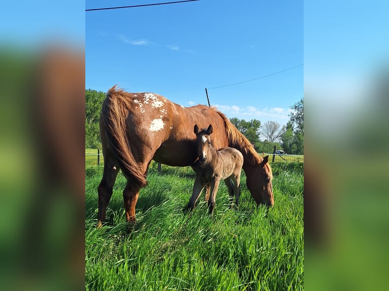 Appaloosa Stallion Foal (04/2026) 14.2 hh Buckskin in lierde