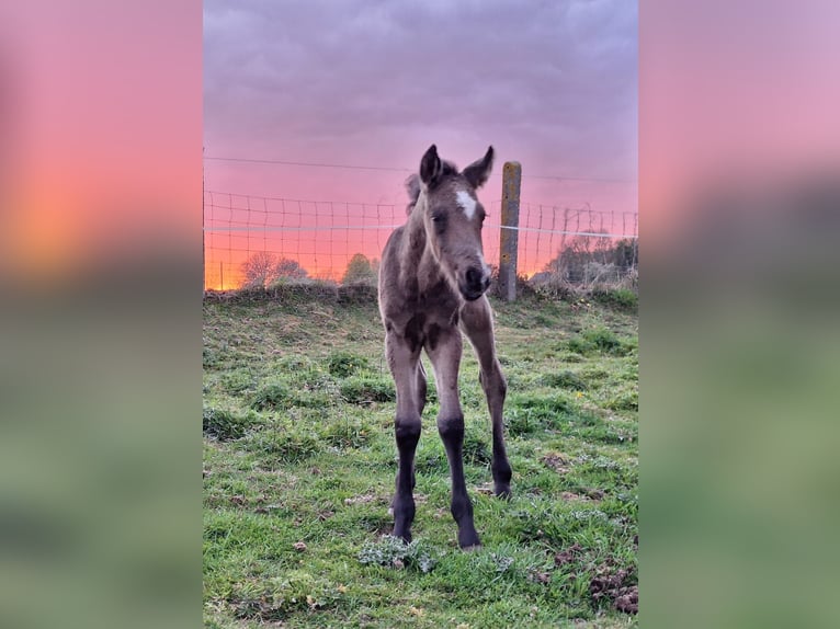 Appaloosa Stallion Foal (04/2026) 14.2 hh Buckskin in lierde