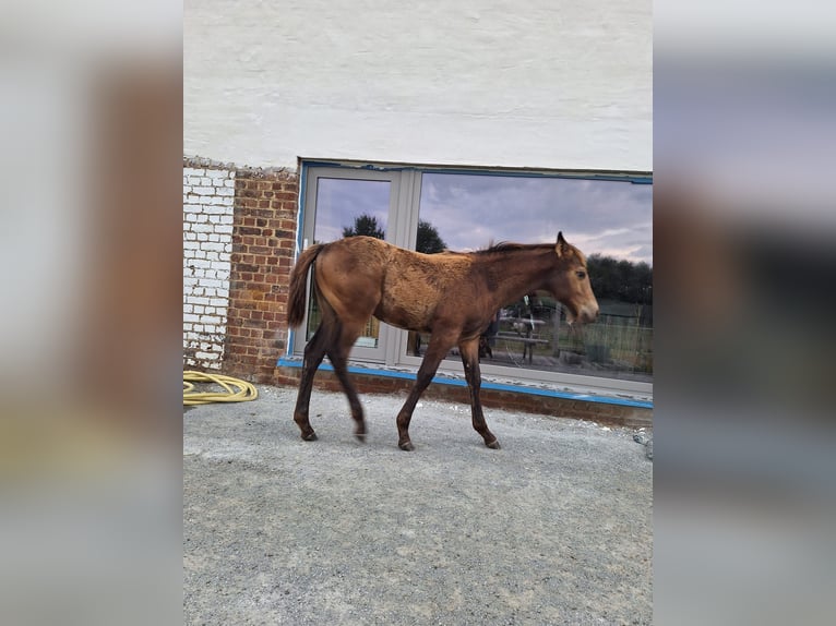 Appaloosa Stallion Foal (04/2026) 14.2 hh Buckskin in lierde