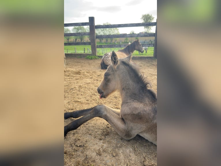 Appaloosa Stallion Foal (04/2026) 14.2 hh Buckskin in lierde