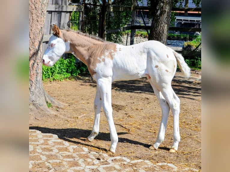 Appaloosa Stallion Foal (05/2026) 14.2 hh Grullo in Brand