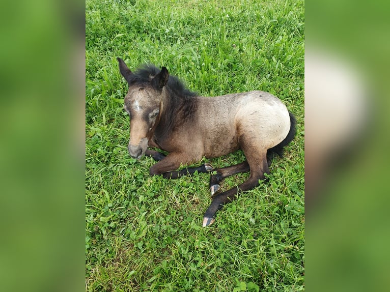 Appaloosa Mix Stallion Foal (03/2025) 14,2 hh in Leipzig