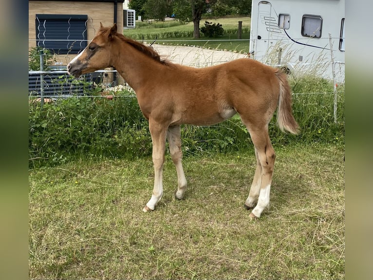 Appaloosa Stallion Foal (03/2026) 15.1 hh Chestnut in Pappenheim