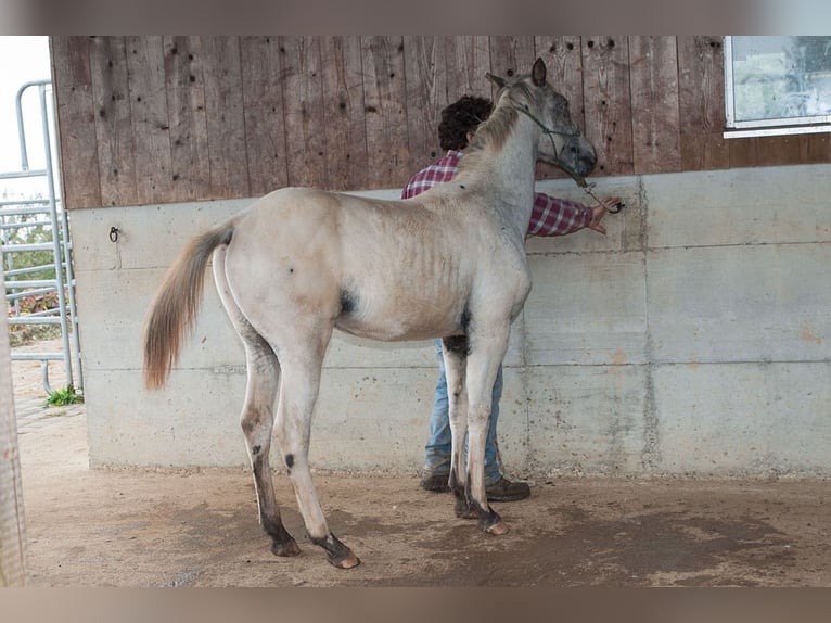 Appaloosa Stallion Foal (02/2024) 15,1 hh in Stüsslingen