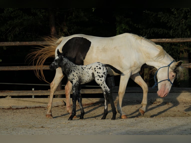 Appaloosa Mix Stallion Foal (08/2026) 15.1 hh Leopard-Piebald in Brežice