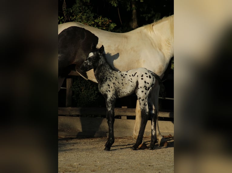 Appaloosa Mix Stallion Foal (08/2026) 15.1 hh Leopard-Piebald in Brežice