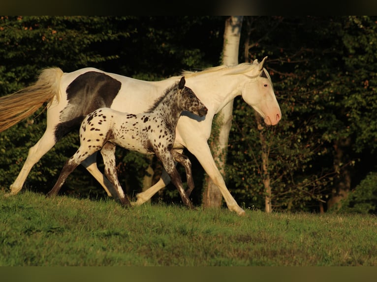 Appaloosa Mix Stallion Foal (08/2026) 15.1 hh Leopard-Piebald in Brežice
