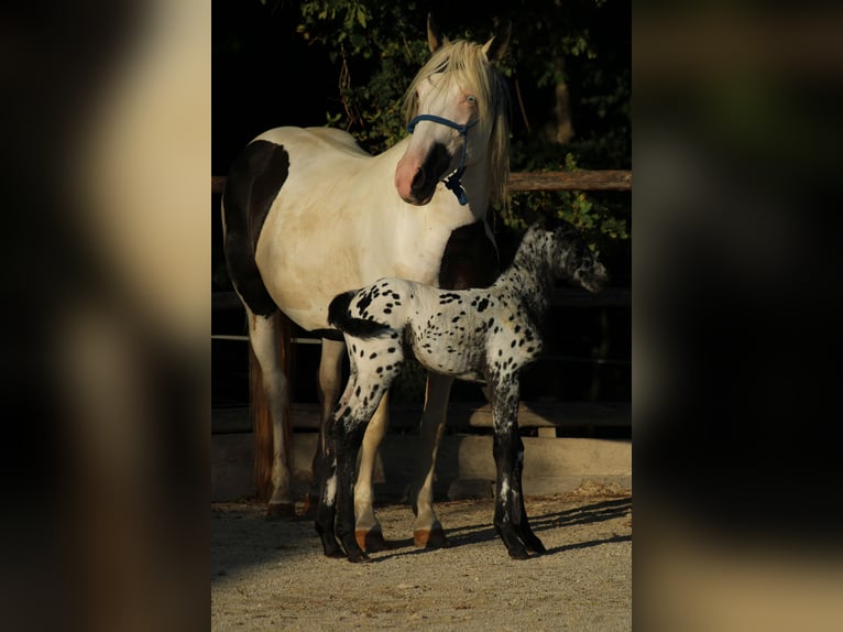 Appaloosa Mix Stallion Foal (08/2026) 15.1 hh Leopard-Piebald in Brežice