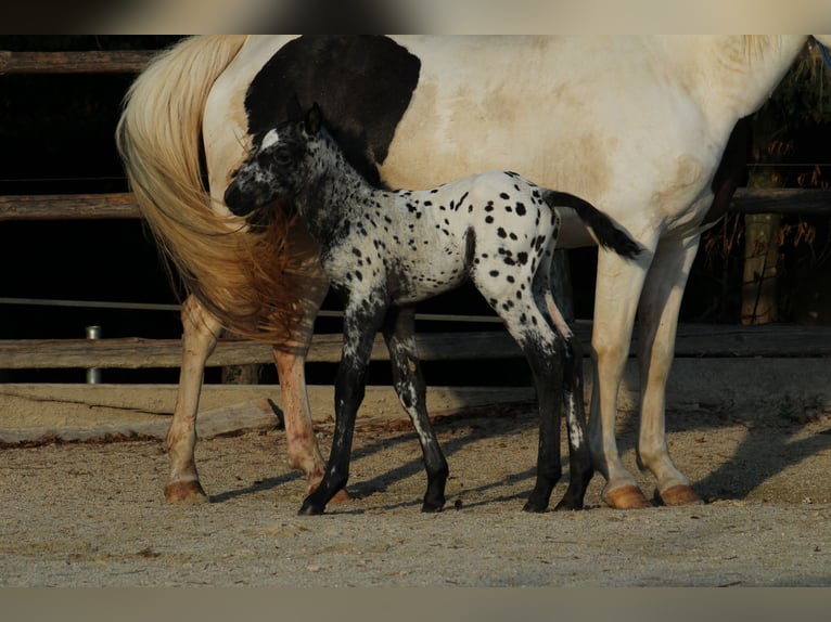 Appaloosa Mix Stallion Foal (08/2026) 15.1 hh Leopard-Piebald in Brežice