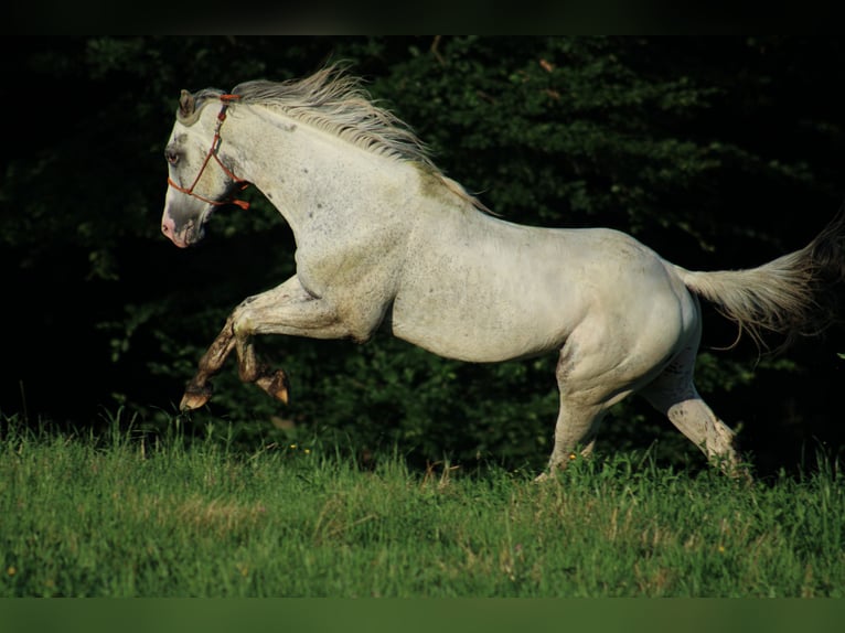 Appaloosa Mix Stallion Foal (08/2026) 15.1 hh Leopard-Piebald in Brežice