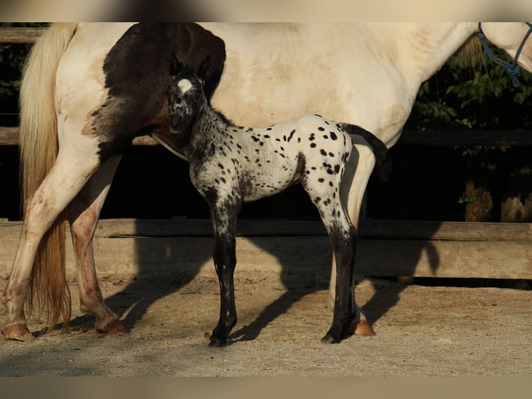 Appaloosa Mix Stallion Foal (08/2026) 15.1 hh Leopard-Piebald in Brežice