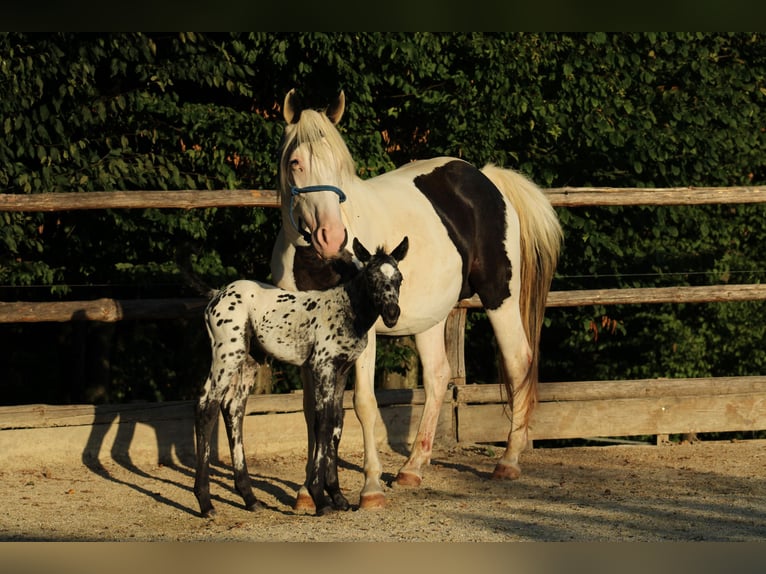 Appaloosa Mix Stallion Foal (08/2026) 15.1 hh Leopard-Piebald in Brežice