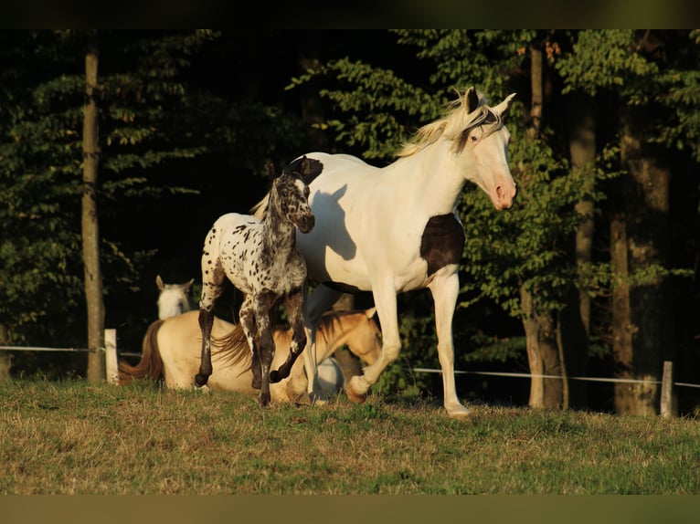 Appaloosa Mix Stallion Foal (08/2026) 15.1 hh Leopard-Piebald in Brežice