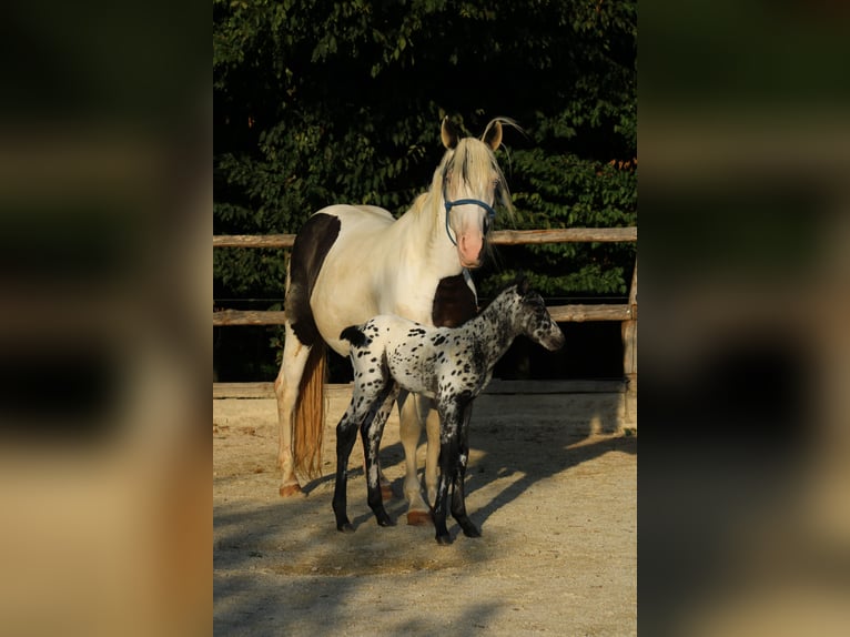 Appaloosa Mix Stallion Foal (08/2026) 15.1 hh Leopard-Piebald in Brežice